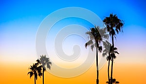 Palm trees silhouette at sunset, Newport Beach, California