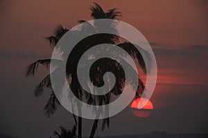 Palm trees silhouette on sunset photo