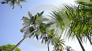 Palm trees silhouette. sunset, sky, clouds, beach, island. Coconut trees bottom view. Green palm trees blue sky