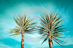 Palm trees silhouette on sunset tropical beach