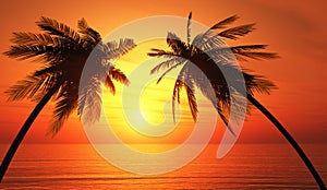 Palm trees silhouette tropical ocean sunset