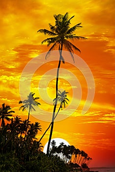 Palm trees silhouetted