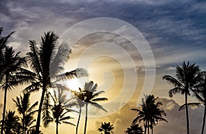 Palm trees silhouetted against beautiful sunlight background