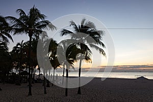 Palm Trees Silhouetted Against a Blue Sunrise