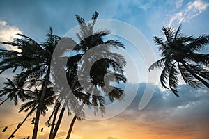 Palm trees silhouetted against sky at sunset. nature.