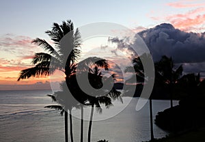Palm trees silhouetted by a beautiful sunrise over the Pacific Ocean, along the coastline of Princeville, Kauai photo