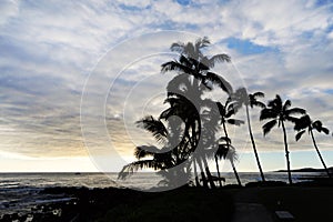 Palm trees silhouetted by sea