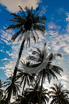 Palm trees silhouettes on the beach at sunset and sunrise