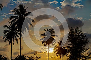 Palm trees silhouettes on the beach at sunset and sunrise