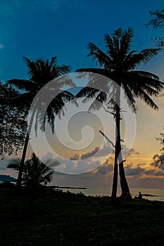 Palm trees silhouettes on the beach at sunset and sunrise