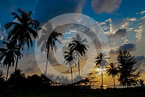 Palm trees silhouettes on the beach at sunset and sunrise