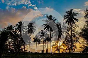 Palm trees silhouettes on the beach at sunset and sunrise