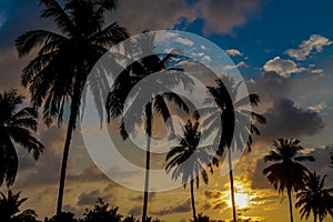 Palm trees silhouettes on the beach at sunset and sunrise