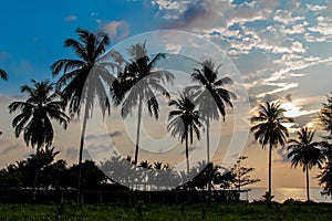 Palm trees silhouettes on the beach at sunset and sunrise
