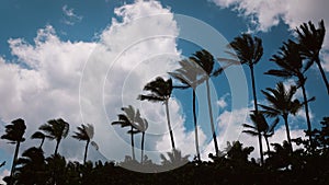 Palm trees silhouettes and blue cloudy sky background image