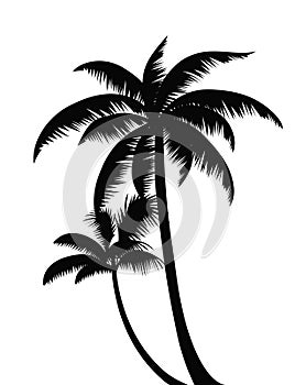 Palm trees silhouettes for decor.