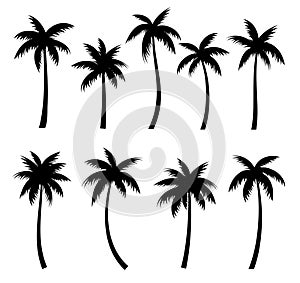 Palm trees silhouettes summer set. Palm trees isolated on white background