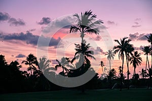 Palm trees silhouettes on tropical beach during colorful sunset. photo