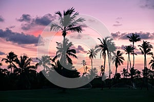 Palm trees silhouettes on tropical beach during colorful sunset. photo