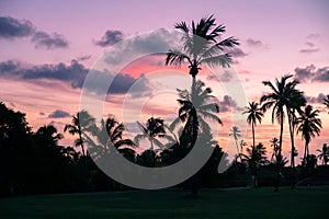 Palm trees silhouettes on tropical beach during colorful sunset. photo