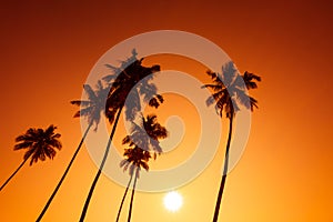 Palm trees silhouettes on tropical beach at summer warm vivid sunset