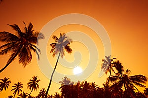 Palm trees silhouettes on tropical beach at summer warm vivid sunset