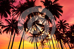 Palm trees silhouettes on tropical beach at sunset