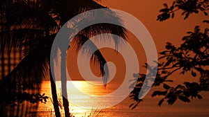 Palm trees silhouettes on tropical beach at vivid sunset time. Exotic trees and big orange sun.