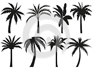 Palm trees silhouettes. Tropical leaves, retro palms tree and vintage silhouettes vector illustration set photo