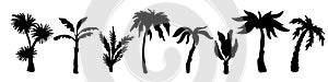 Palm trees silhouettes. Variety exotic plants, black tropical jungle elements, summer flora, rainforest objects