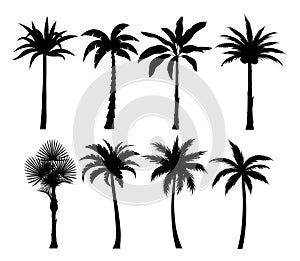 Palm trees silhouettes vector illustrations set. Exotic plants black simple isolated design elements pack. Leaves and