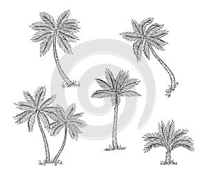 Palm trees sketch. Isolated exotic rainforest, coconut tree. Coast or beach hand drawn flora, black engraving botanical