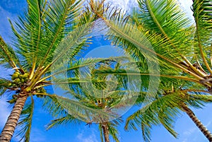 Palm trees and sky