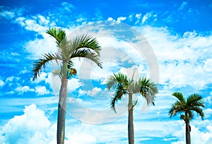 Palm trees and sky