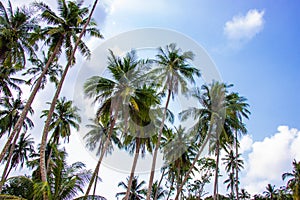 Palm trees and the sky bright on beautiful area at Koh Kood island Trat province Thailand