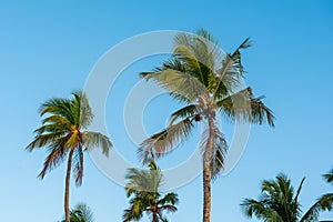 Palm trees and sky