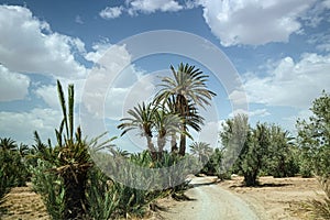 Palm trees in a small oasis nearby Skoura, in Morocco