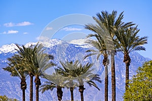 Palm trees and the snow covered San Jacinto mountains, Palm Springs, Coachella Valley, California