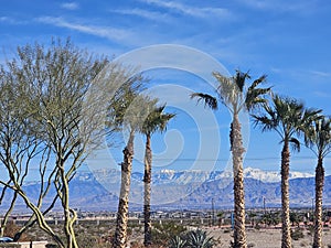 Palm Trees and Snowy Mountain Tops in the Desert!