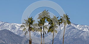 Palm trees and snowy mountains