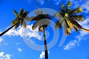 Palm trees in Soufriere, Saint Lucia