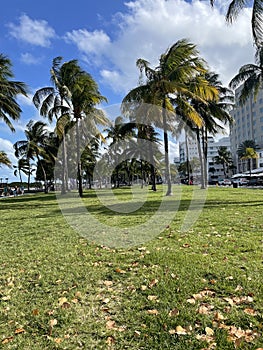 Palm Trees on South Beach