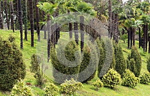 Palm trees, spring time, evegreen bushes and trees