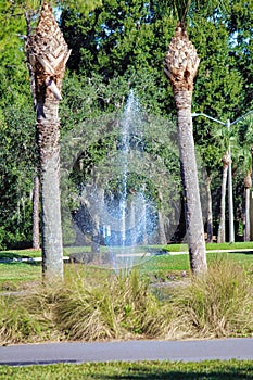 Palm trees with a spurting water spout