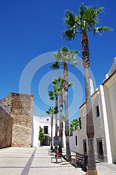 Palm trees in square of Olivenza town photo