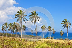 Palm trees on st kitts