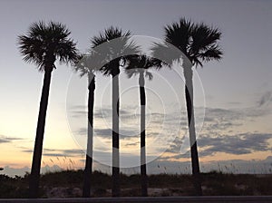 Palm trees on St. Pet's beach