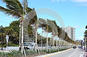 Palm trees on State Road A1A in Fort Lauderdale