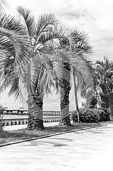 palm trees on a summer day in black and white image. Background photo for the poster