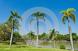 Palm trees summer holiday recreation outdoor background.NEF
